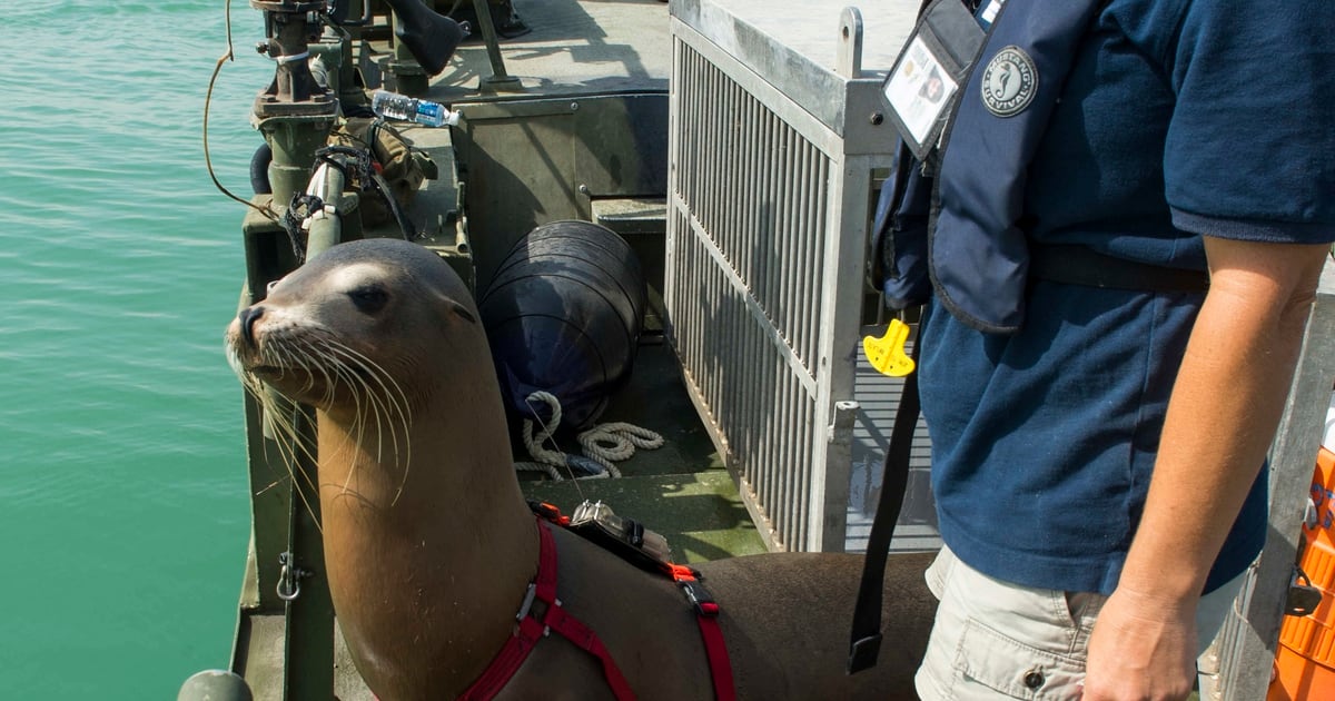 Sea lions, dolphins still fleet's underwater guardians