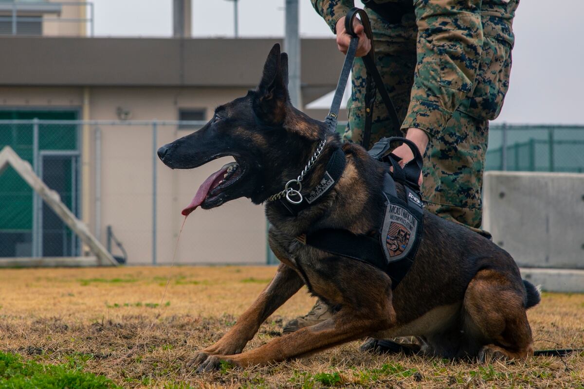 President Trump Takes A Paws To Honor Military Working Dogs