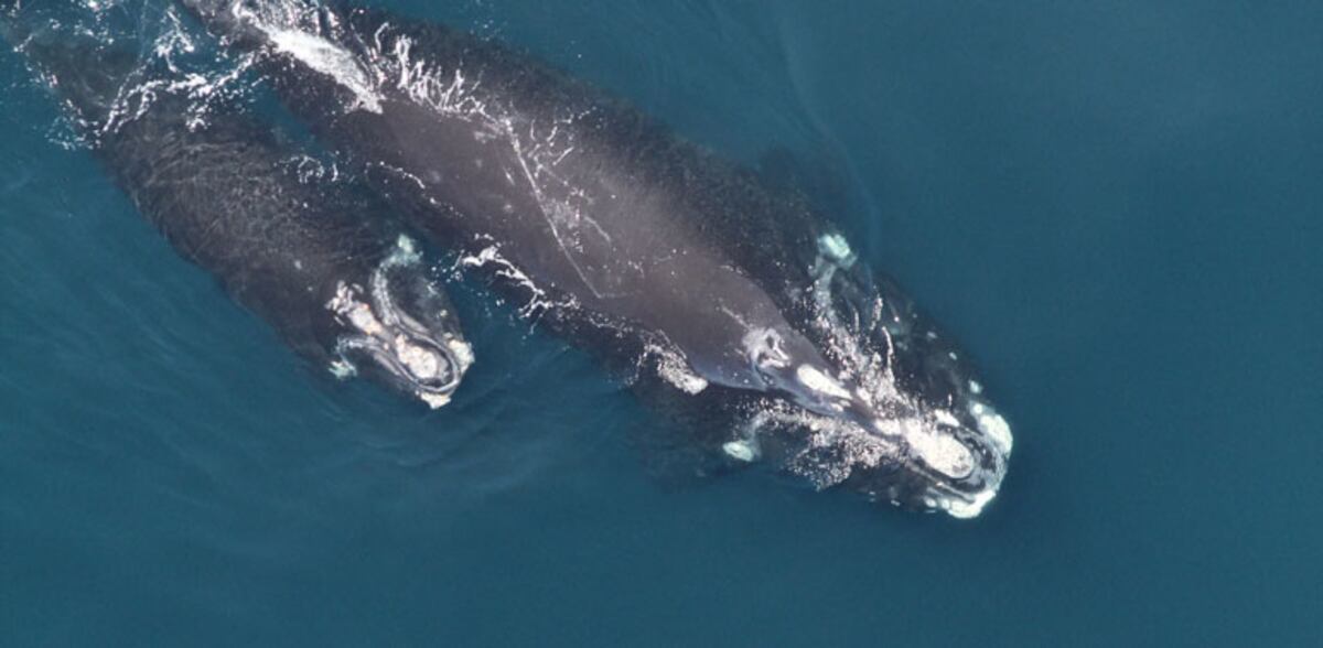 Navy will help save right whales