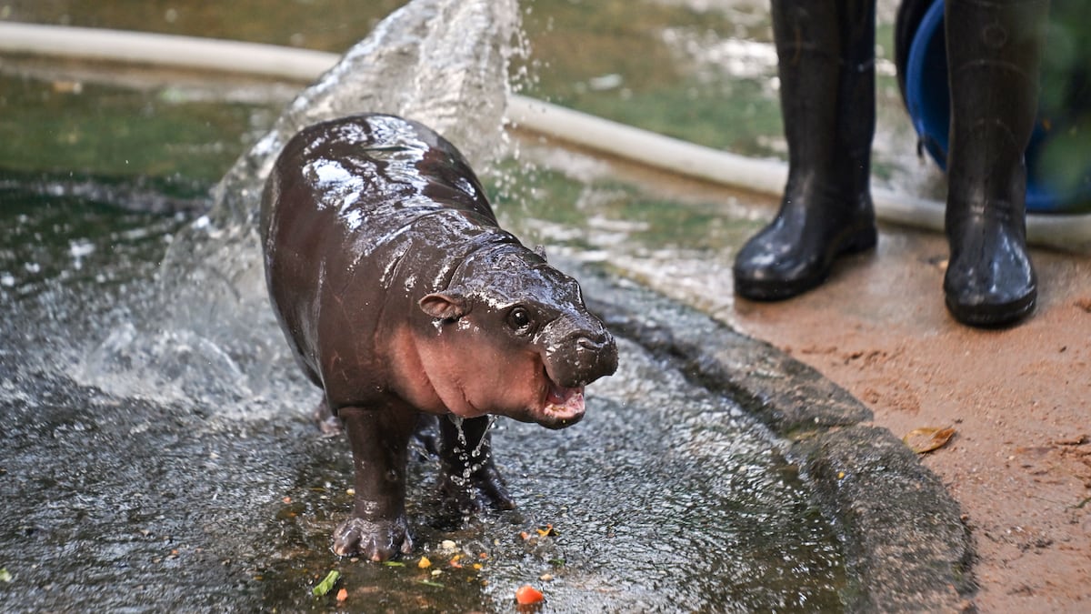 Move Over, Moo Deng: Haggis Is the Hippo Diva Now!